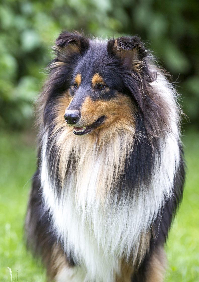 Ekko Black z Dančí louky